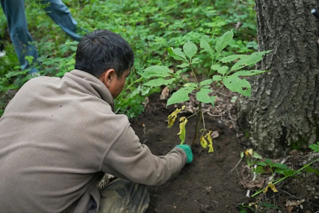 释草堂苁蓉饮